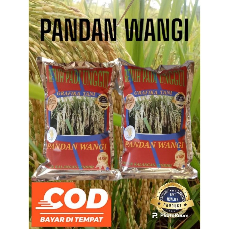 [ AGEN BENIH PADI ] Benih Padi Pandan Wangi Asli 1kg Aroma Wangi