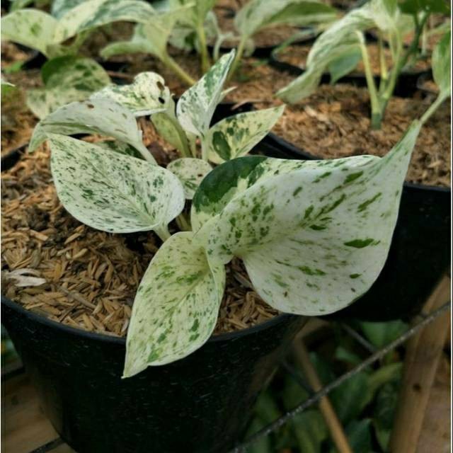 Tanaman hias sirih gading varigata - sirih varigata