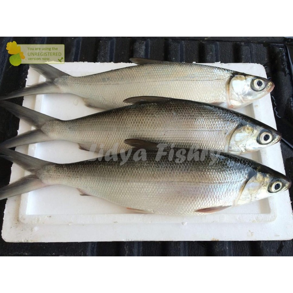 Ikan Bandeng 1Kg Ikan Bandeng Segar