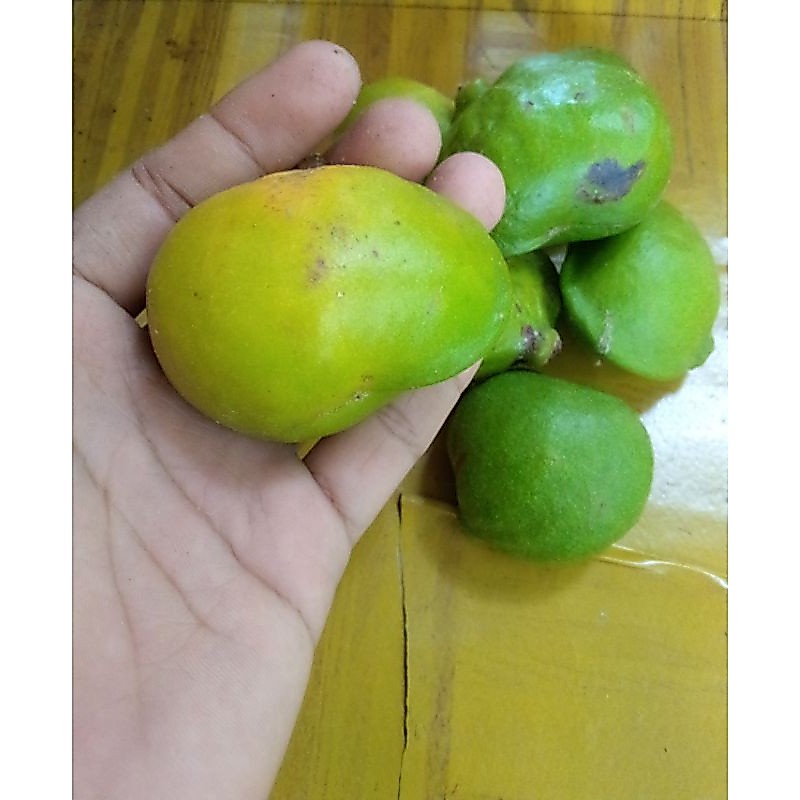 Ready Buah Gayam Segar per 10 buah