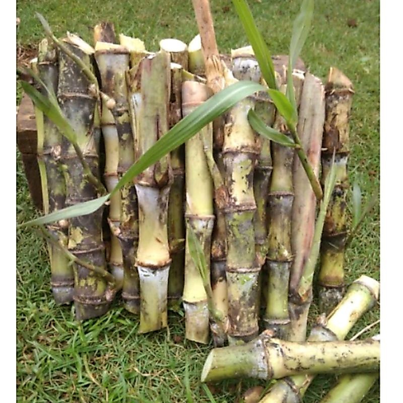 bibit telur tebu . benih telur tebu  isi 10 batang