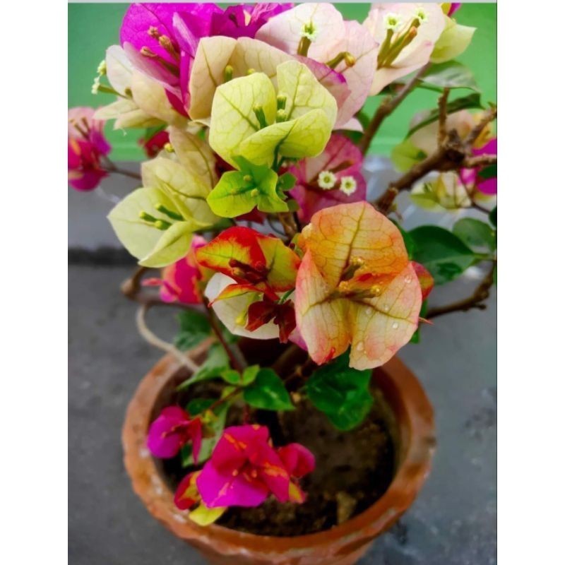 Bibit Bugenvil Citra India Gradasi Cantik