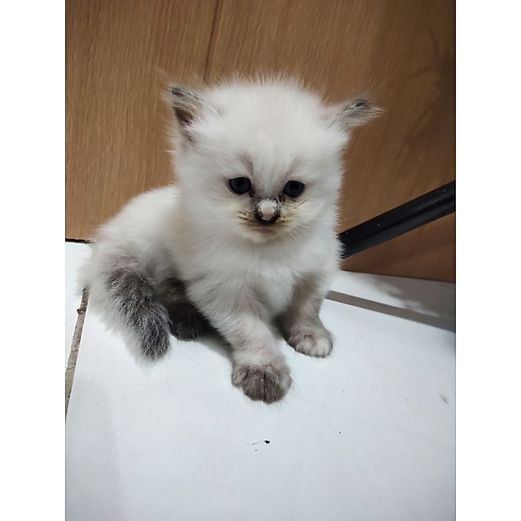 Lepas Adopsi Kucing Persia Himalaya Kitten putih mata biru