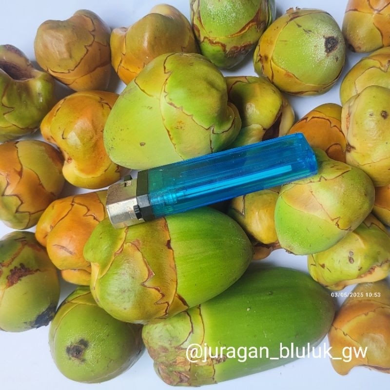 

Paket 1Kg Bluluk Pentil Kelapa Muda Kecil Fresh Bluruk Tembuluk Obat Herbal Jamu Diabetes