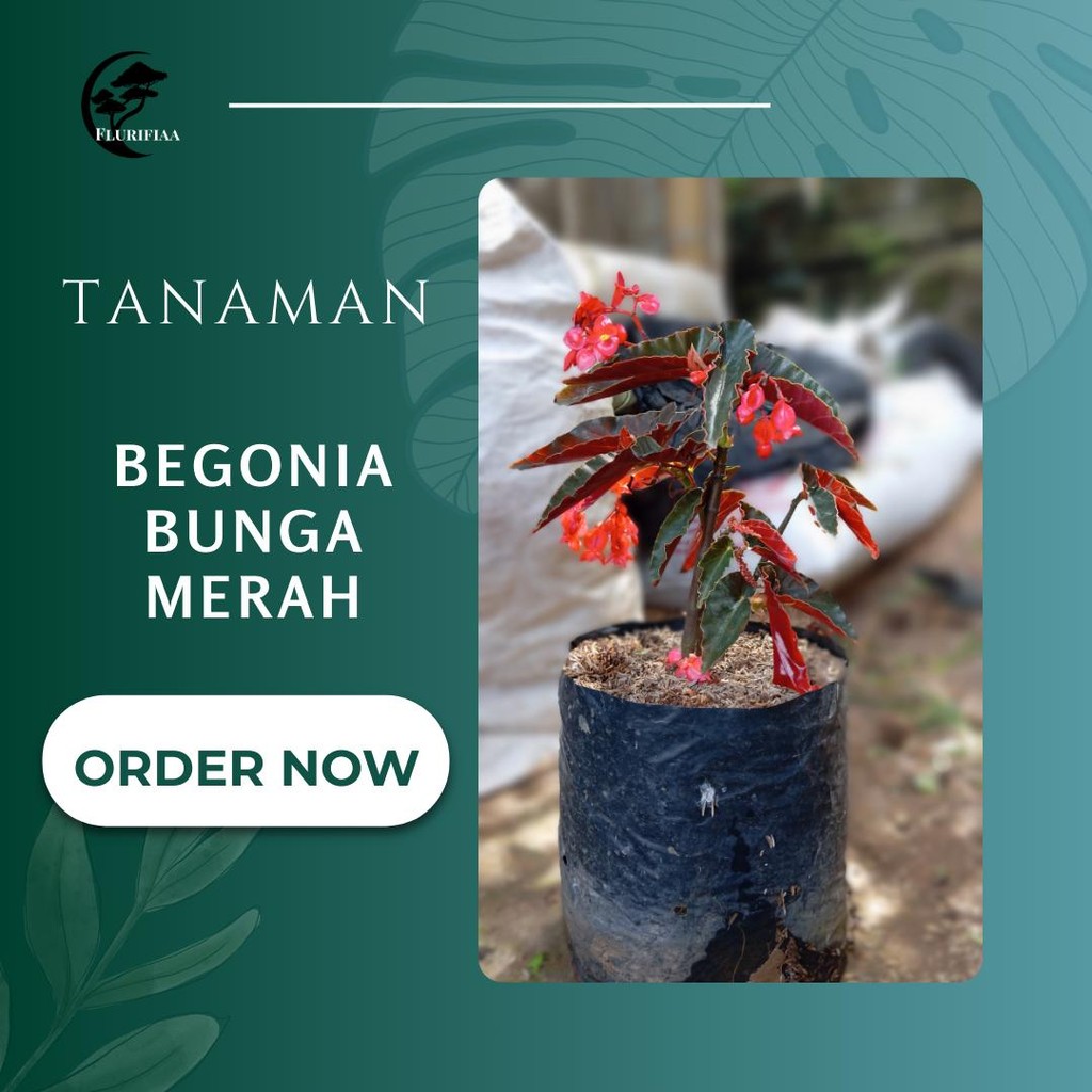 Tanaman Begonia Bunga merah - Begonia Bunga Merah