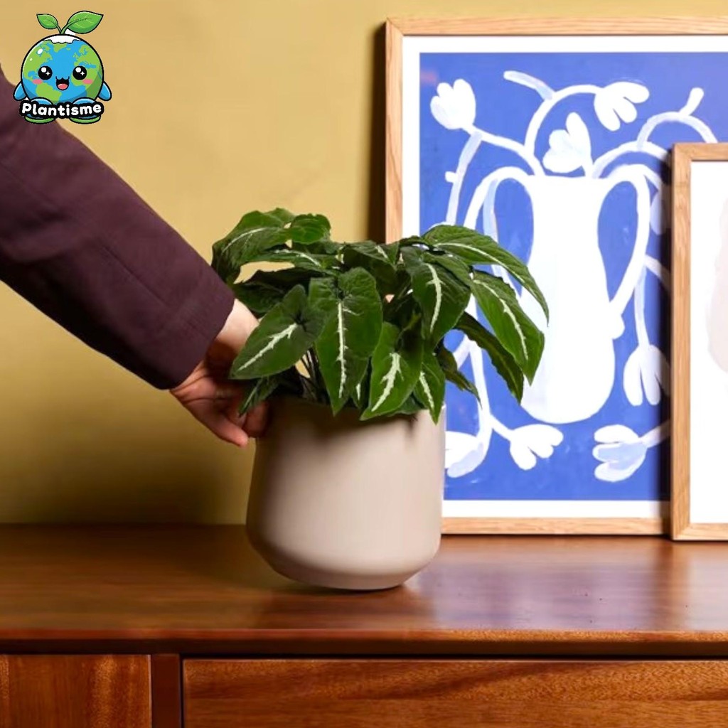 Tanaman Hias – Wendlandii Plant Syngonium Wendlandii Mini Arrowhead Aroid