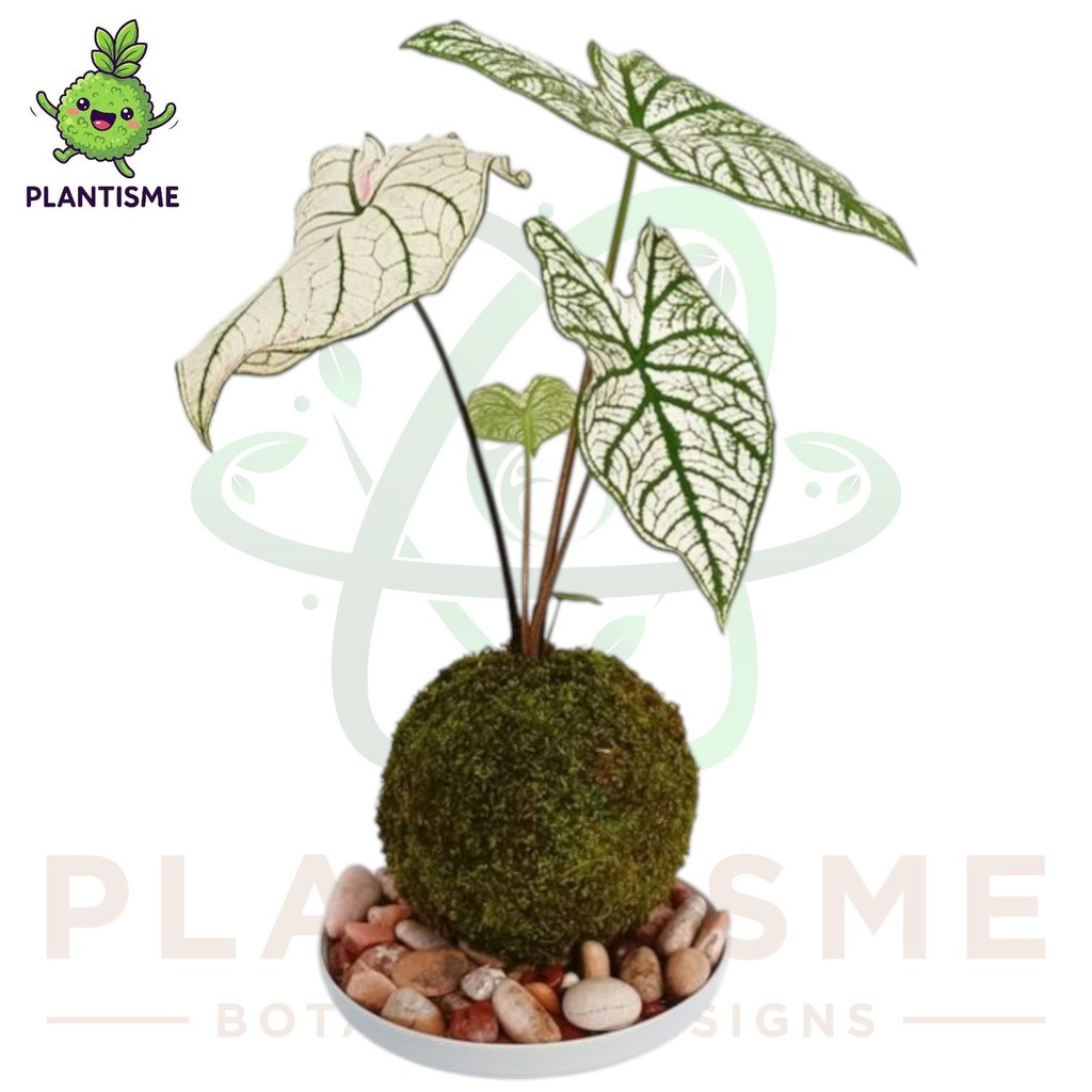 Mossball – Star White Caladium Bicolor Keladi Putih Bintang Tanaman Hias Daun Tropis Indoor