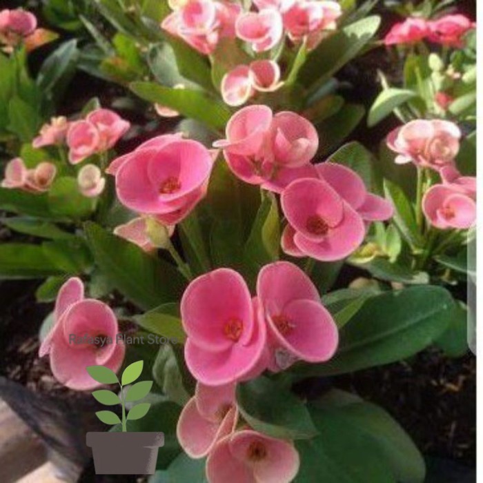 TANAMAN HIAS EUPHORBIA PINK TEROMPET//EUPHORBIA PINK - BUNGA HIAS EPORBIA - BUNGA HIAS HIDUP