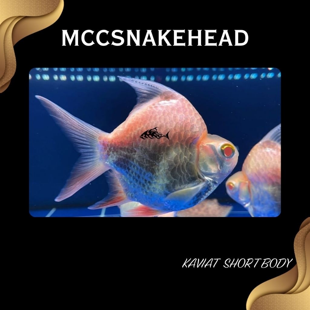 (TANKMATE) Kaviat Albino King SB Super Short Body Baloon Grade AA++ | Hiasan Aquarium - Berkualitas