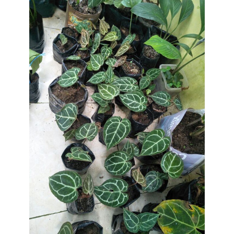 

Tanaman hias kuping gajah mini Lestari Alamku