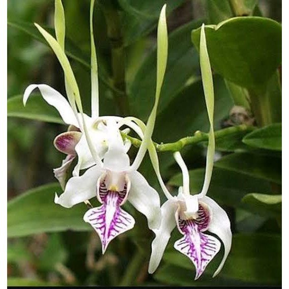 COD Seedling Anggrek Dendrobium Stratiotes