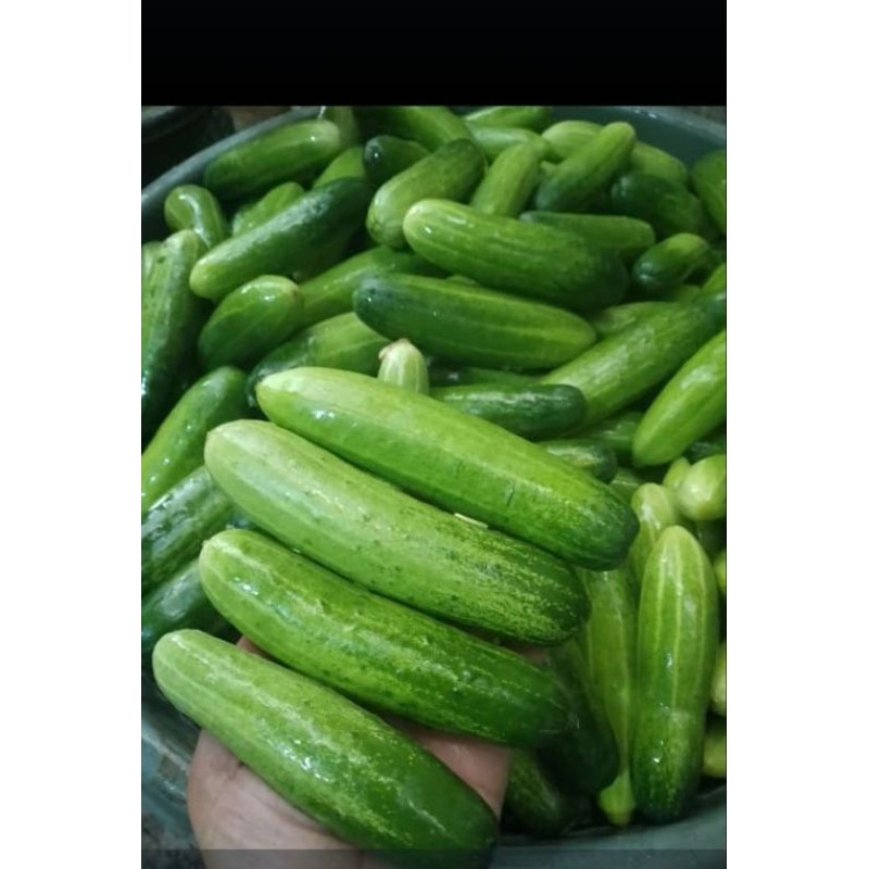 

timun super kelompok tani fresh 1kg Berkualitas