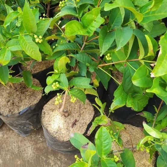BIBIT JAMBU AIR MADURA HASIL CANGKOK SUDAH BERBUAH/BERBUNGA UNGGUL Bibit Tanaman Super Unggul CV GLA