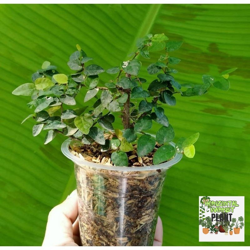 Dolar rambat kecil / ficus pumila