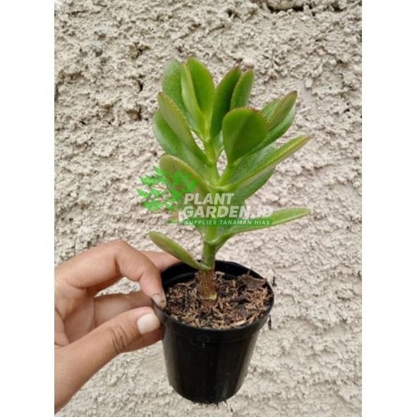 Tanaman Hias Jade Plant / Jade Plant / pohon uang / Tanaman Hias Giok / Giok Jade / Sekulen Jade Pla