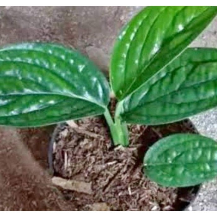 selalu Promo Tanaman Hias Phillo Sirih / pohon sirih badak / sirih kulit cod