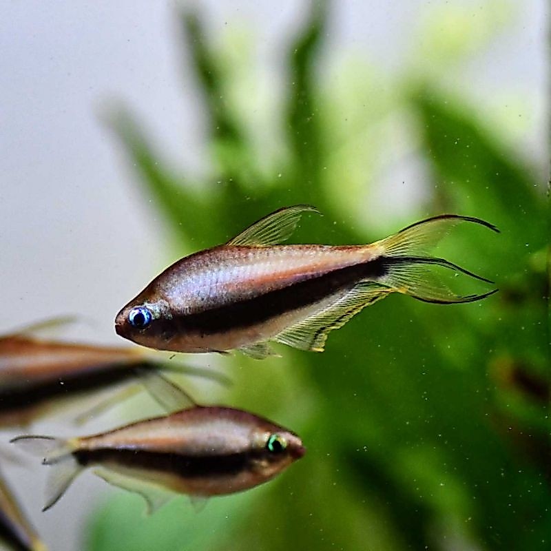 hiasan aquariumpaket 50e emperor tetra/palmeri