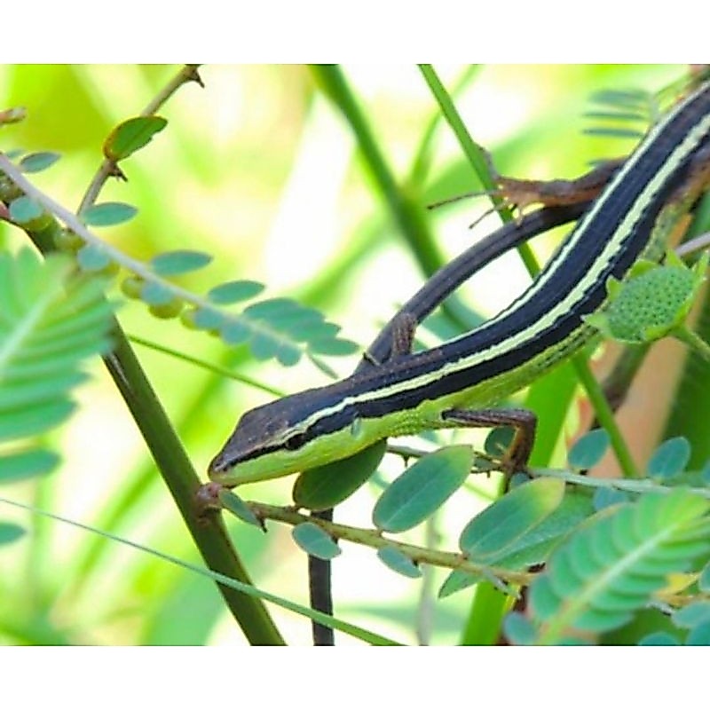 Kadal Sawah Lizard Murah Mainan Anak Lucu Jinak Termurah 1 Pasang