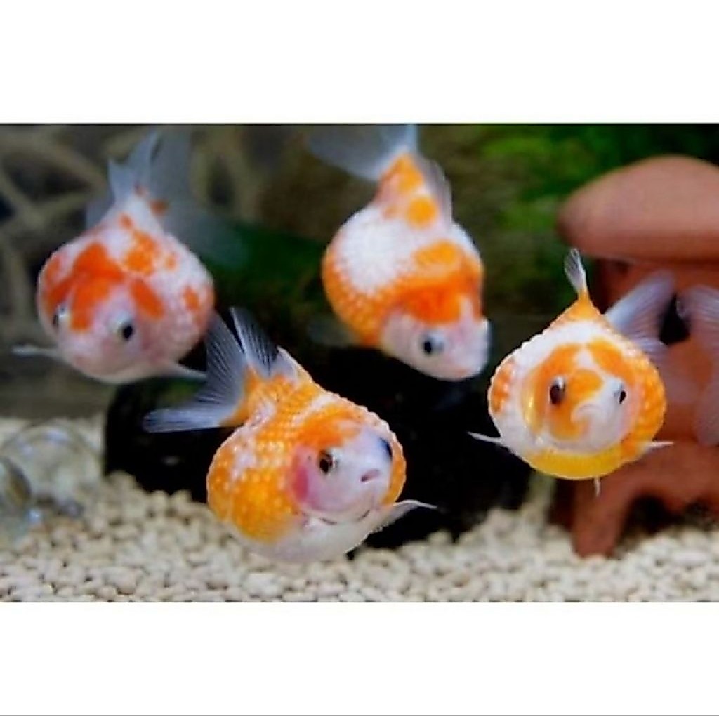 IKAN KOKI MUTIARA