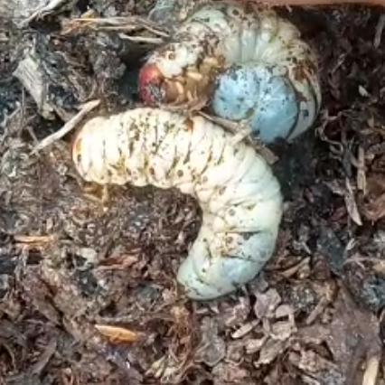 Ready Ulat Bangbung/Larva Kumbang Tanduk - Medianya