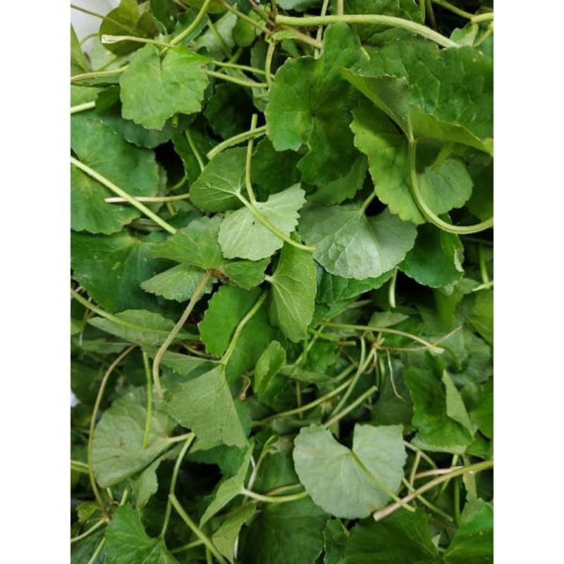 

Daun pegagan frees 100 gram organik