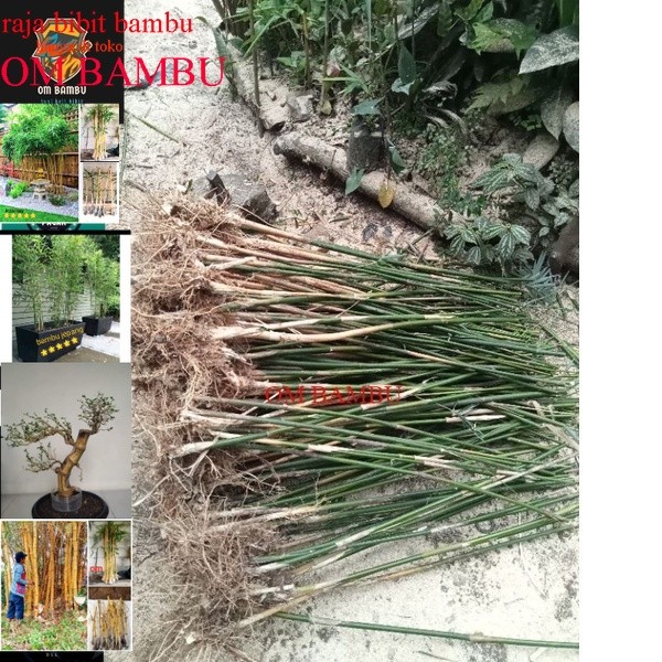 bibit bambu jepang/bibit bambu hijow tanaman hias