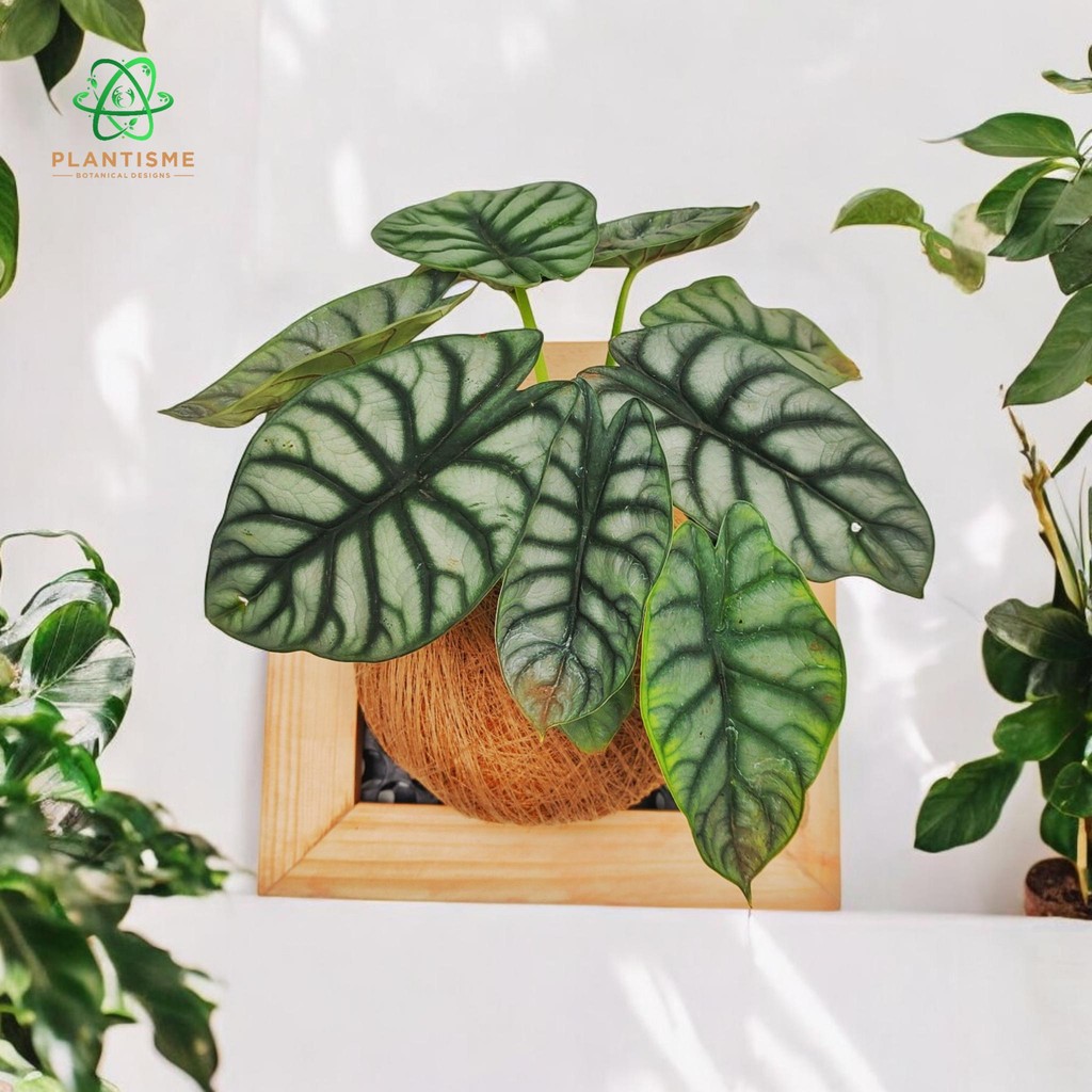 Wall Frame - Dragon Scale Alocasia Baginda Keladi Sisik Naga Tanaman Hias Living Art Vertical Garden