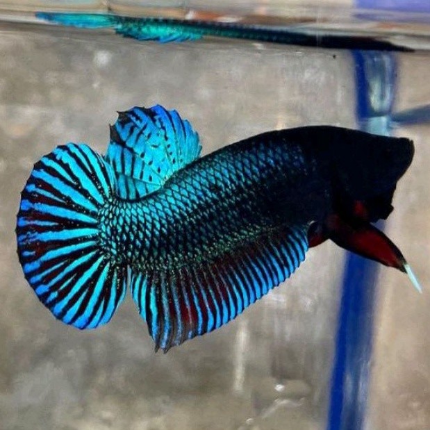 Cupang Aduan Fighter Anakan Import Thailand Bahan Berkualitas