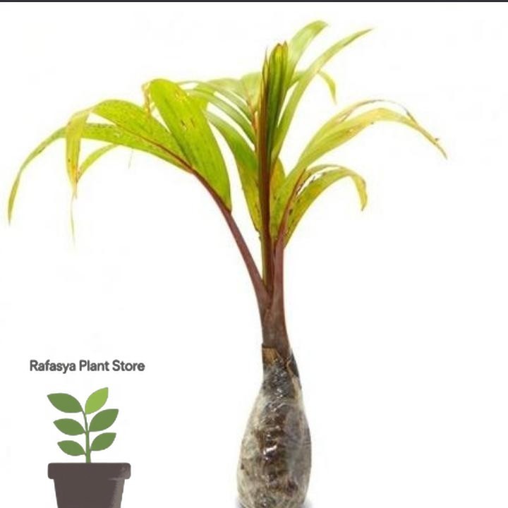 Tanaman hias palem merah/palem botol - tanaman hias