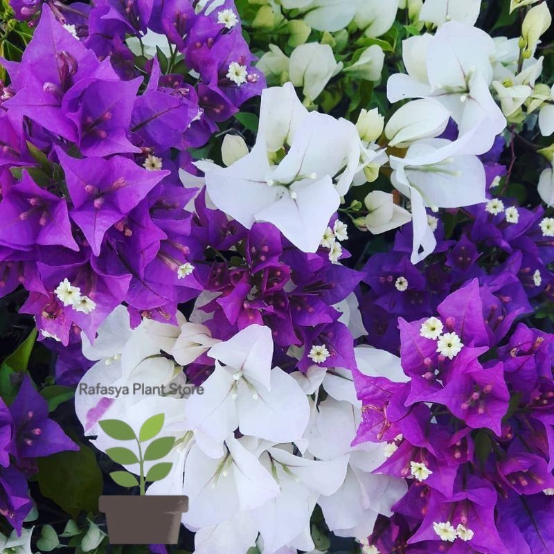 Bugenvil bunga tumpuk Tanaman Hias Bugenvil Varian Warna