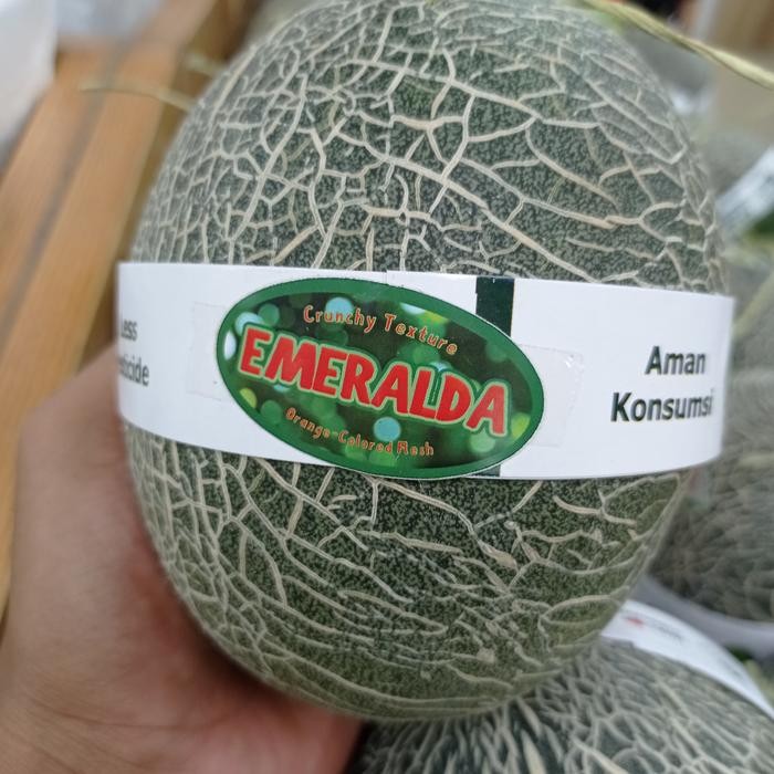 

Melon hidroponik Emeralda Orange