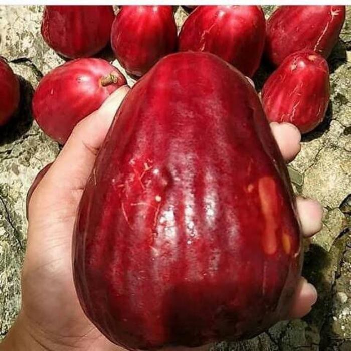 

Buah jambu bol bangkok jumbo 600 grm