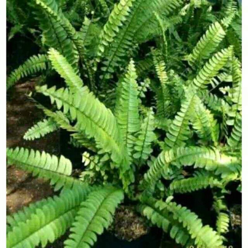 tumbuhan paku polopodium Lestari Alamku