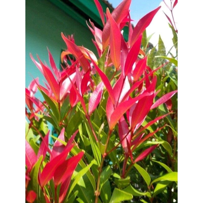 TANAMAN HIAS PUCUK MERAH-TANAMAN HIAS HIDUP OUTDOOR