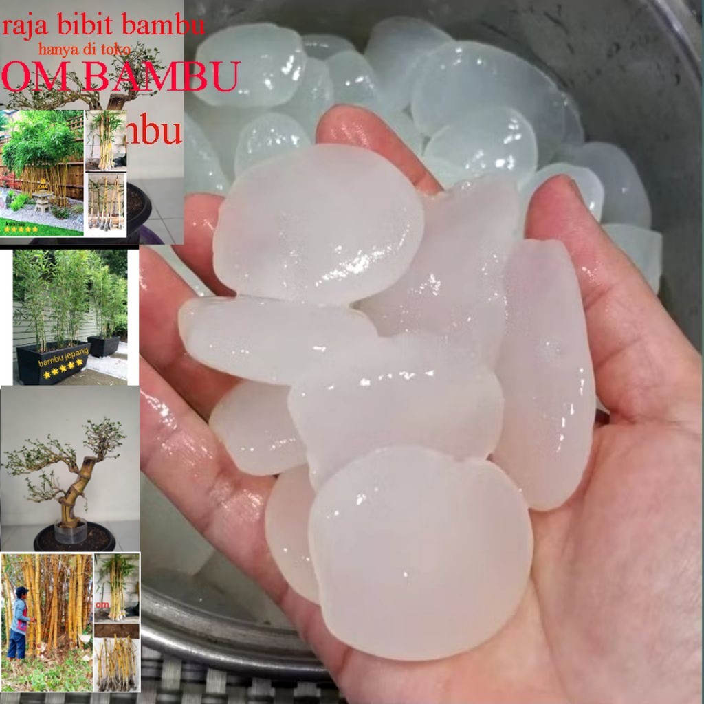 

Kolang kaling segar 1kg asli kenyal tanpa bahan campuran pengawet besellr