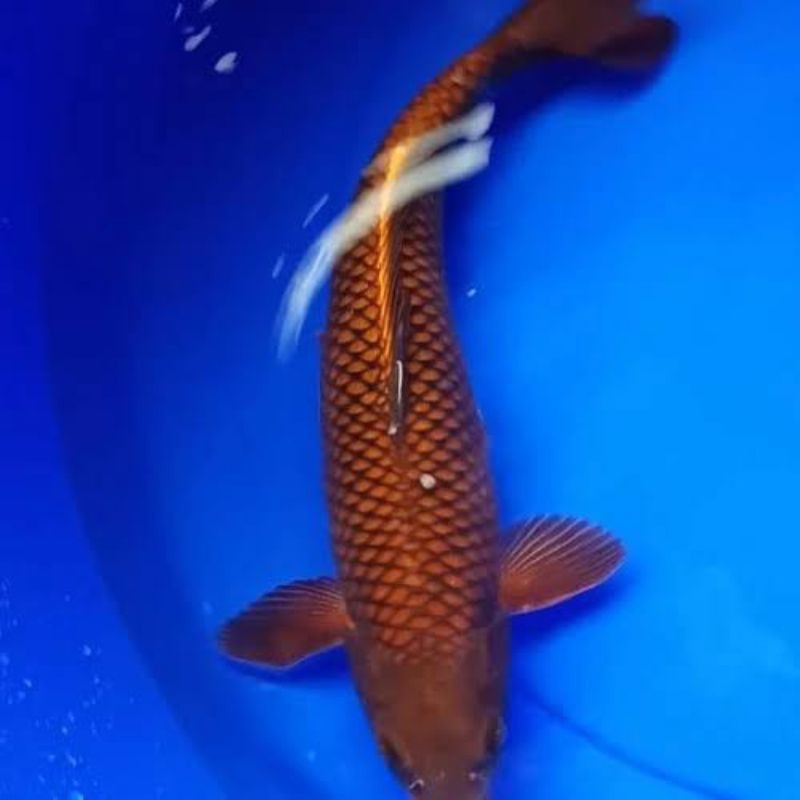 artistikkkk ikan koi chagoi tembaga ukuran 35-40cm blitar (untuk penjinak koi)