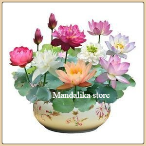 MINI LOTUS TERATAI BENIH 5 dan 10 biji-Bunga lotus teratai bunga harum