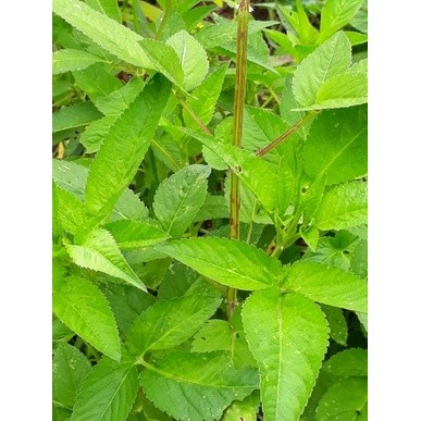 

Promo COD Daun hareuga - daun ajeran segar 250gram ..