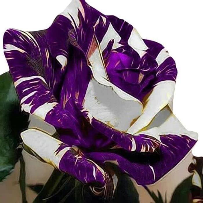 COD TANAMAN HIAS MAWAR BATIK IMPORT//MAWAR HIDUP IMPOR