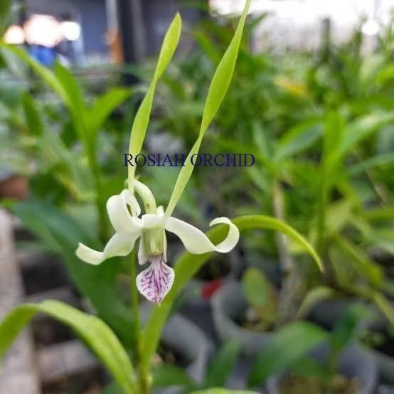 COD Anggrek Dendrobium Antenatum Sedling