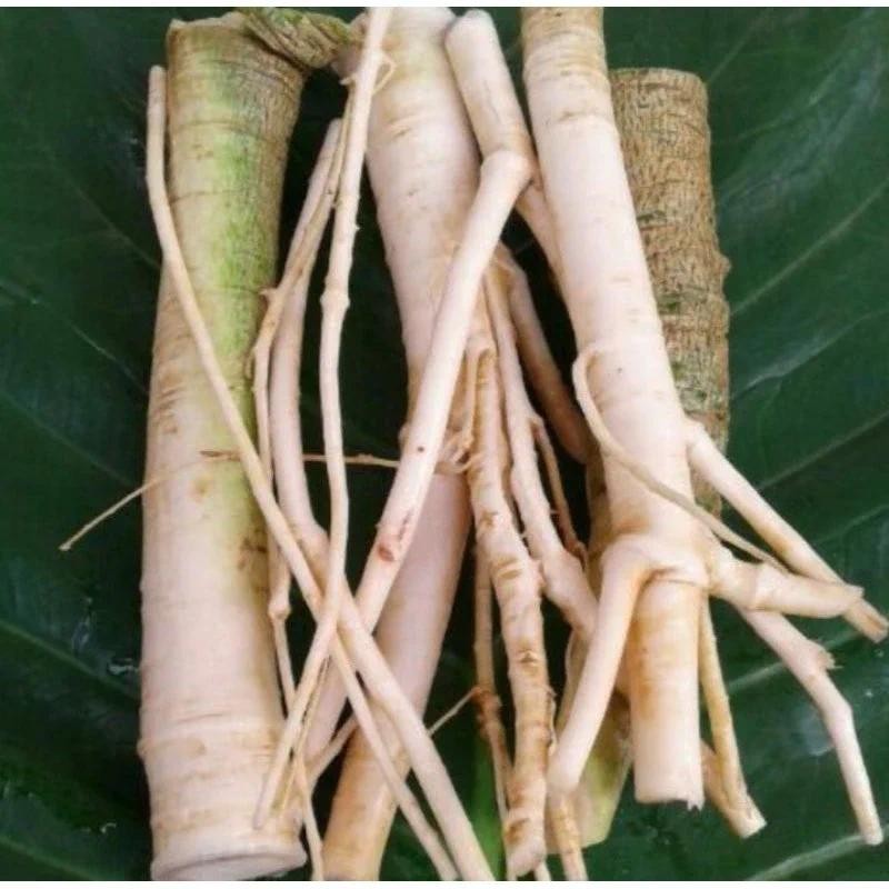 

akar pohon pepaya akar gandul segar 200 gram