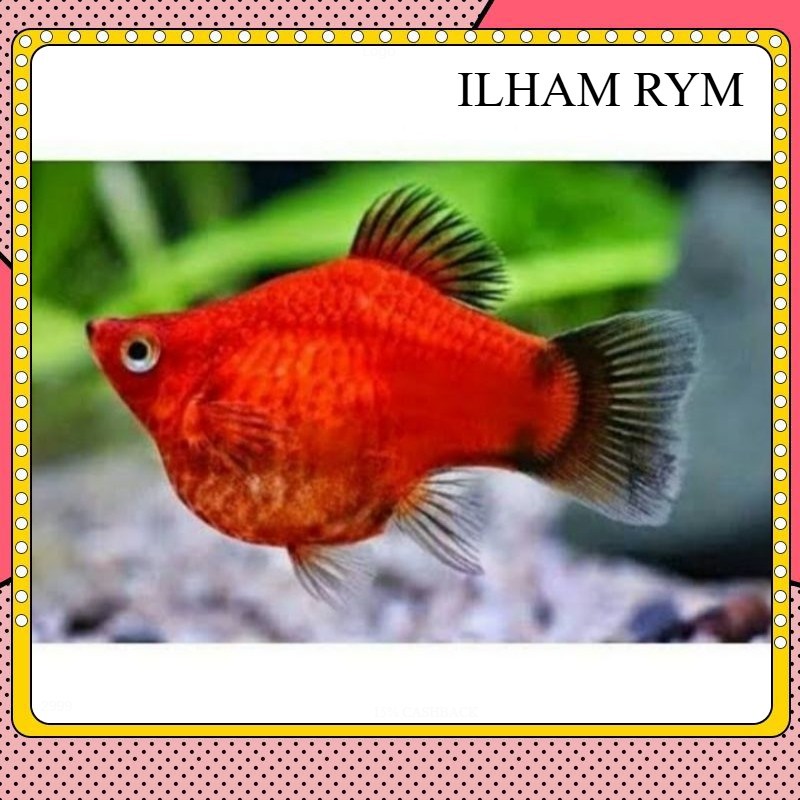 platy coral red black