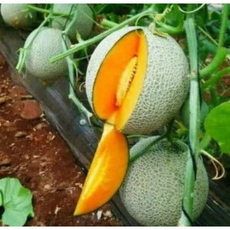 50 Benih Melon Madu F1