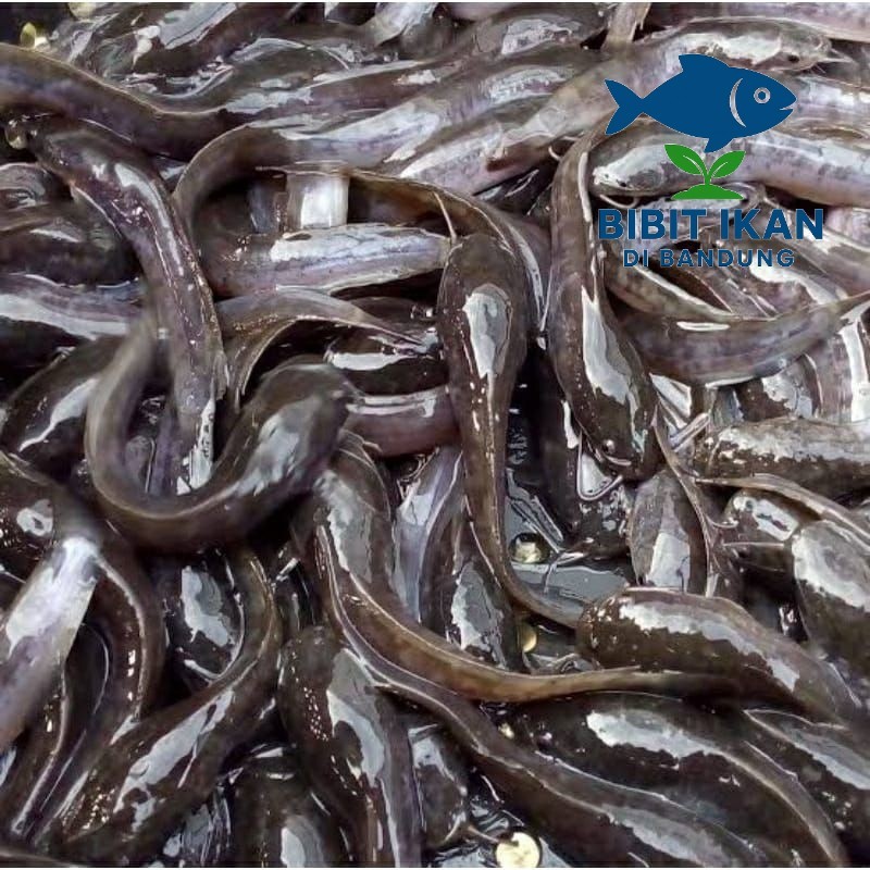 Bibit  ikan lele ukuran 11 - 12 cm per 500 ekor / bibit ikan di bandung khusus intsan / BIDB