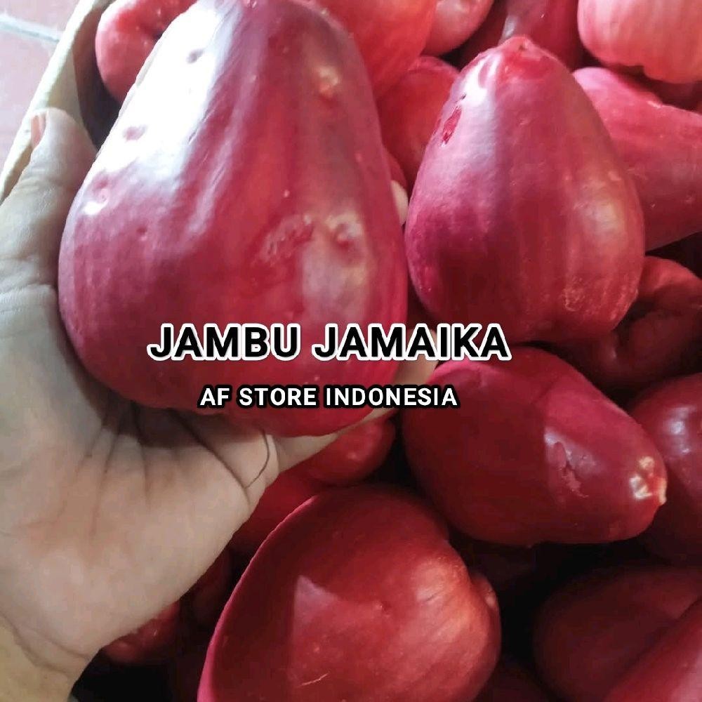 JAMBU JAMAIKA 1 KG / BUAH JAMBU BOL FRESH MERAH MERONA MANIS Buah Frozen