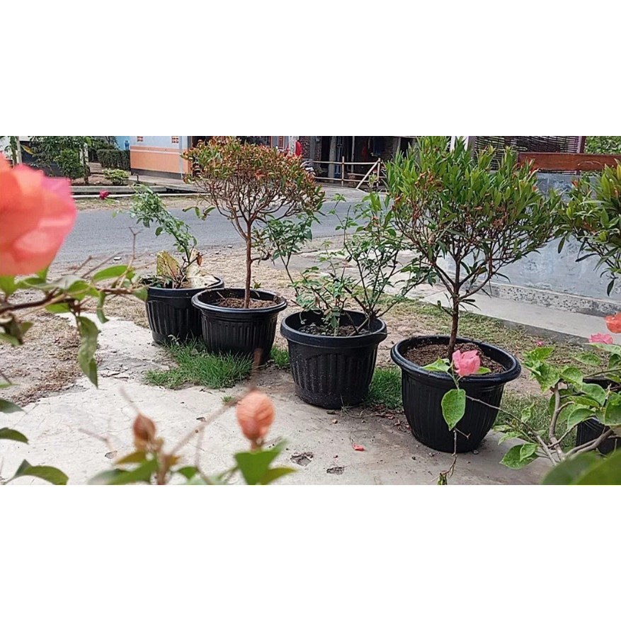 Pot Bunga / Pot Tanaman 40cm / Pot Belimbing 40 / Pot Matahari uk 40