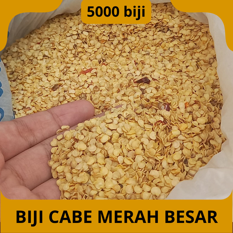 5000 BIJI BENIH CABE MERAH KRITING|CABE KRITING PANJANG BENIH UNGGUL