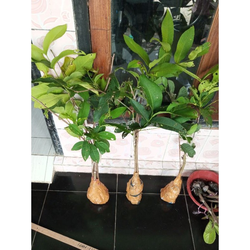 (CANGKOKAN ) 1 paket jambu air Unggulan full media