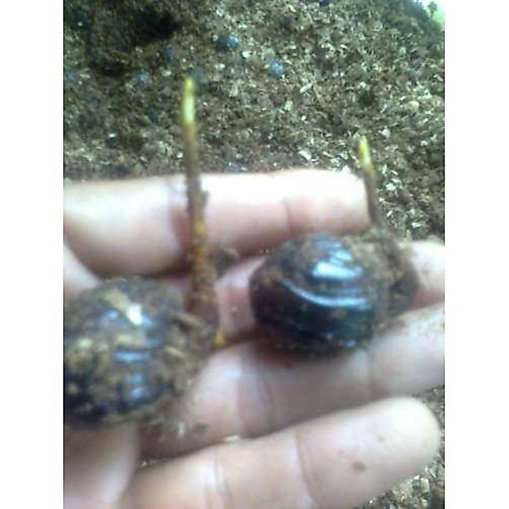 bibit unggul kecambah pala
