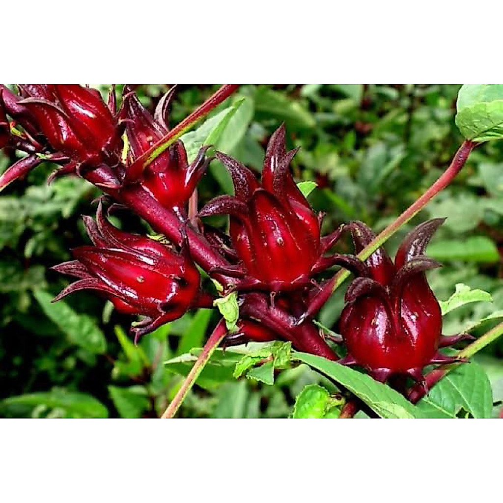20 Benih Bunga Rosella Merah Benih Bunga Rosella Merah Unggul Berkualitas Bibit Bunga Rosella Merah 